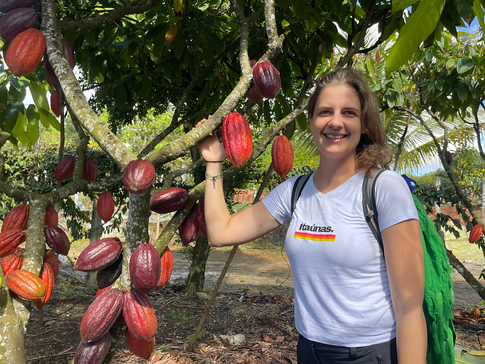 The Heart Of Brazilian Cacao Bahia And Amazon Origins