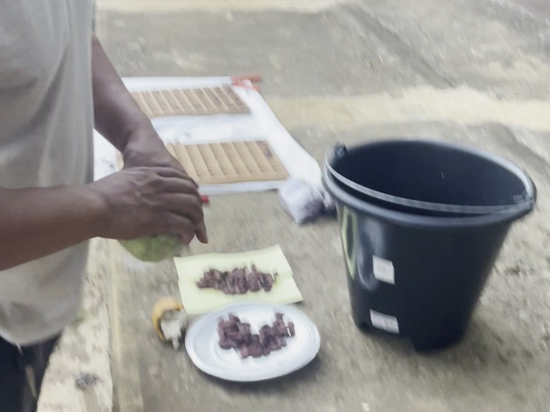 Hands opening a cacao pod on a workbench, white pulp visible inside
