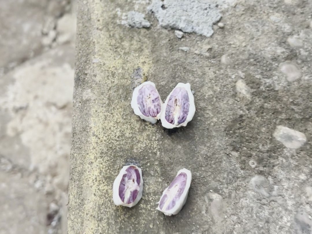Cacao beans spread out to dry on a concrete surface