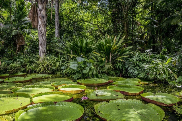 Amazon deforestation and agroforestry
