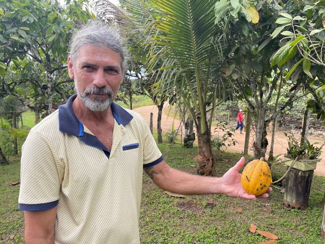Understanding Cabruca agroforestry